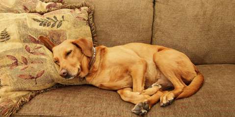 Dog on couch